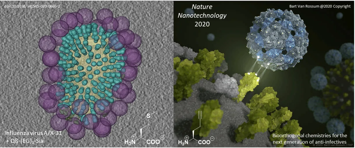 Illustration for How to ‘suffocate’ the influenza virus