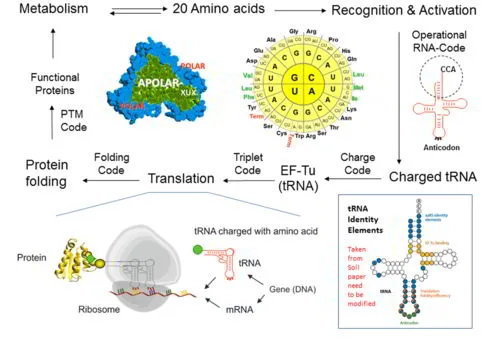 Illustration for Synthetic alienation of microbes - "thawing" of the "frozen" code