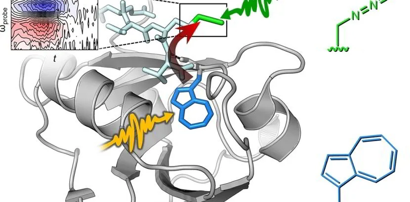 Illustration for Painting protein translation blue