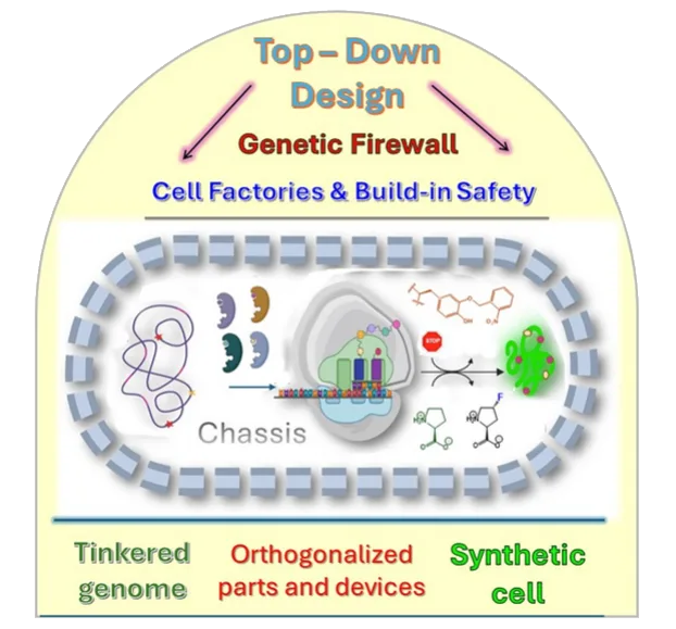 Illustration for Biosafe Escherichia coli