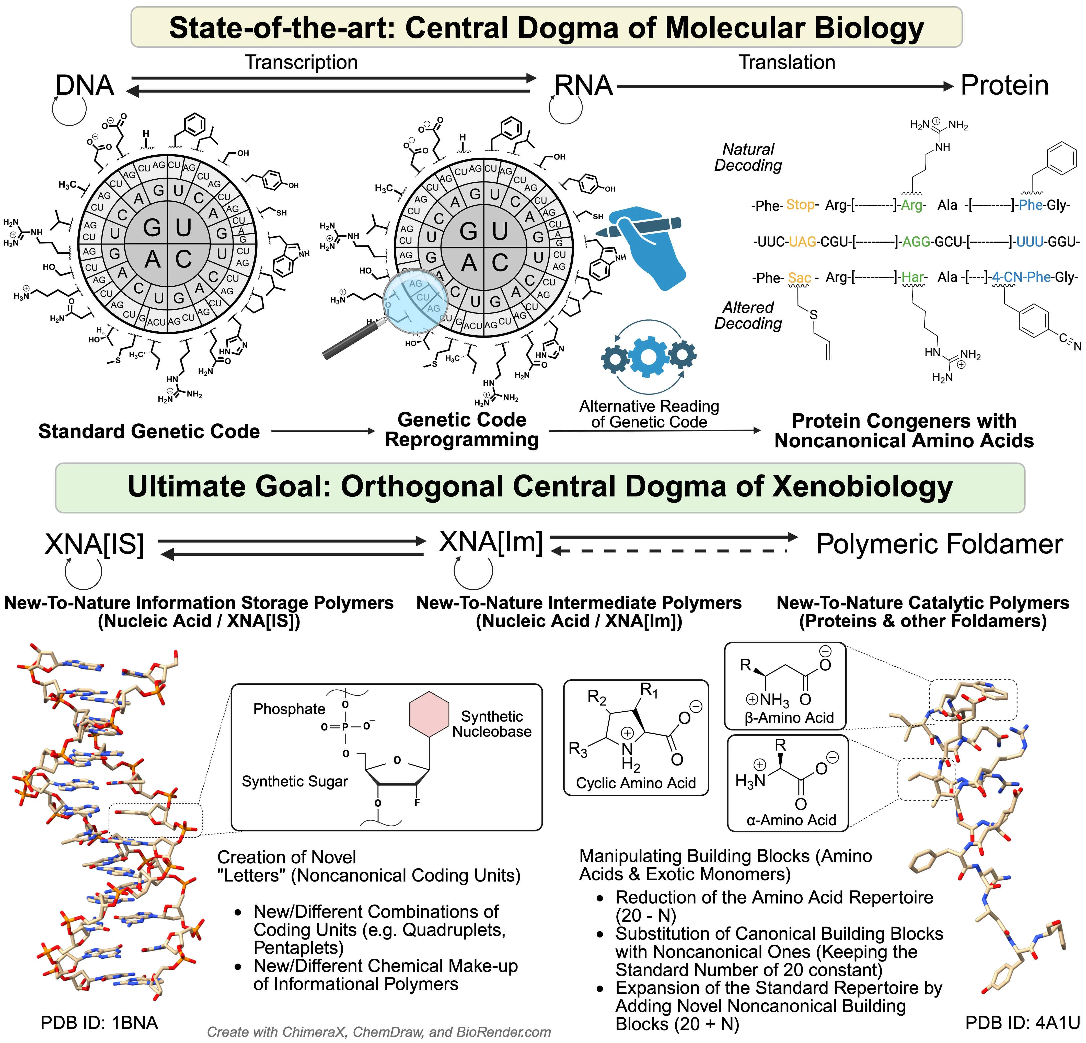 Illustration for Essential Logic and Facts Behind the Expansion of the Genetic Code: A Critical Assessment