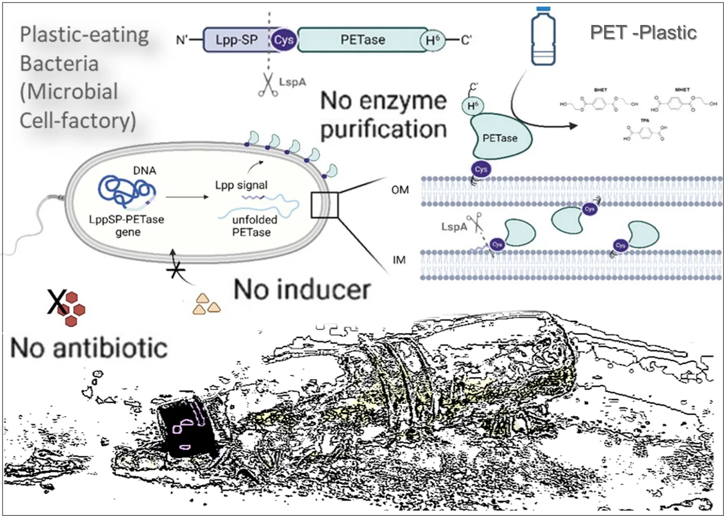 Illustration for Antibiotic-Free, Engineered Whole-Cells for PET Bioremediation