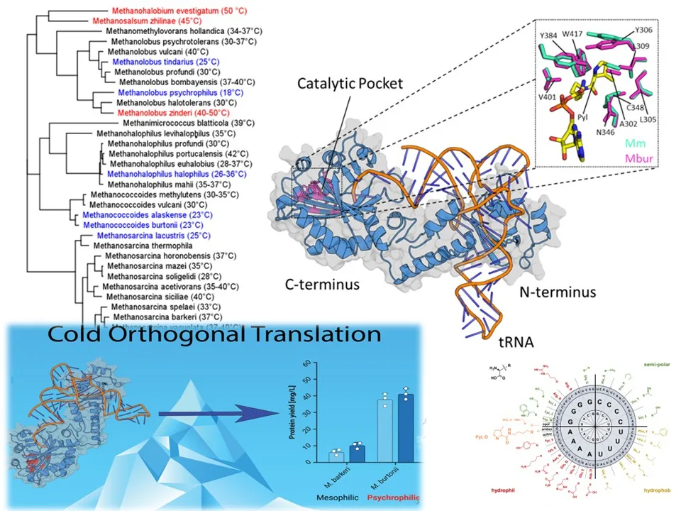 Illustration for cold orthogonal translation in protein editing research